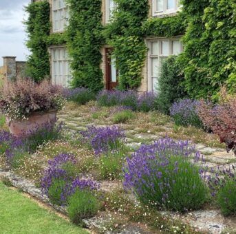 Barton Bendish Hall lavender