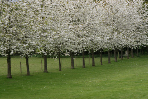 Belchamp Hall cherry trees