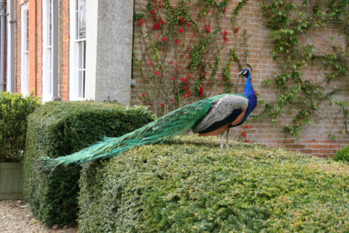 Belchamp peacock