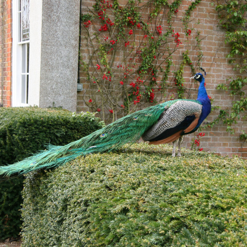 Belchamp peacock