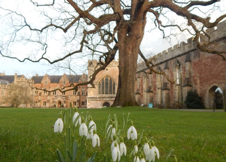 The Bishops Palace early snowdrops