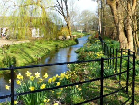 Bindon Mill spring daffodils