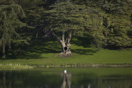 Blenheim Palace grounds tree