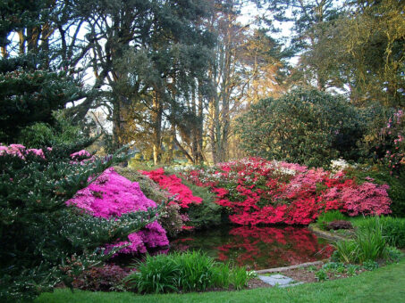 Boconnoc Gardens in South West England