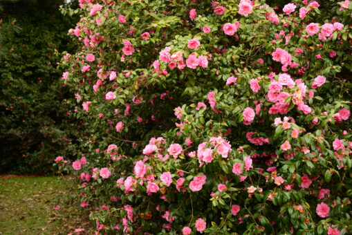 Borde Hill Gardens roses