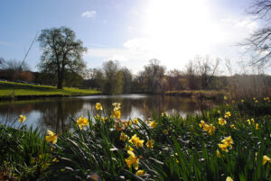 Braxted Park lake with daffodils
