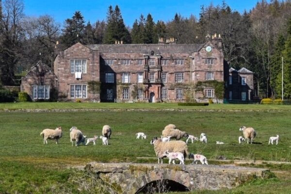 Browsholme Hall sheep
