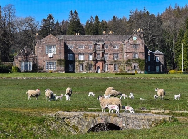 Browsholme Hall sheep