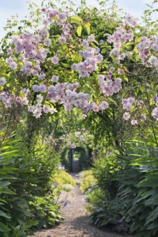 Rose arch in the walled garden at Carolside photography © Andrea Jones