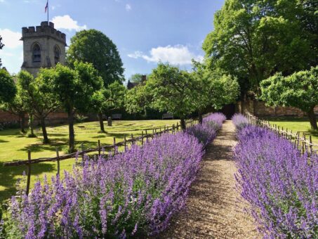 Chenies Manor House orchard and lavender