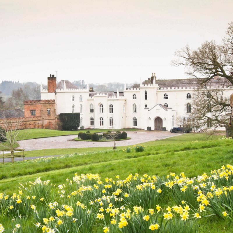 Combermere Abbey spring daffodils