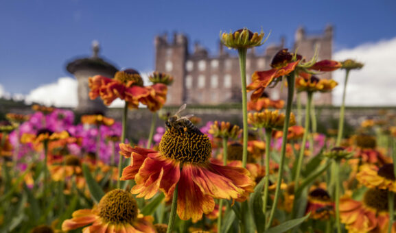 Drumlanrig Castle flowers and bees