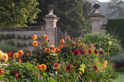 Easton Walled Gardens Dahlias in Lincolnshire