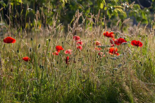 Easton Walled Gardens poppies and wildflowers