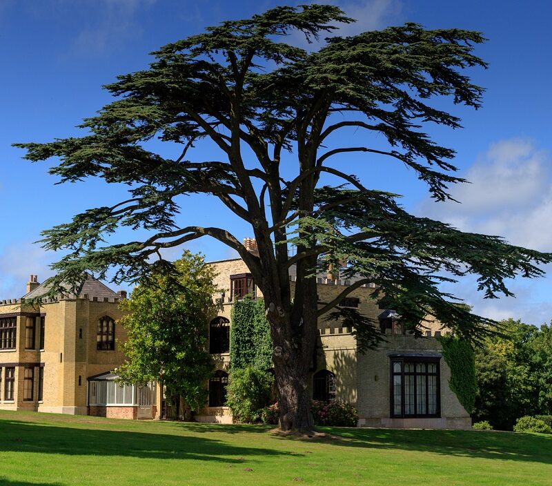 Farringford on the Isle of Wight with a large tree