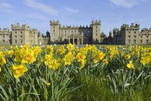 Floors Castle spring daffodils