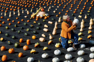 Forde Abbey Halloween pumpkins in 2020
