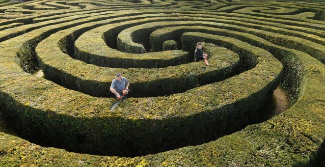 Gardeners cutting the giant hedge maze at Longleat