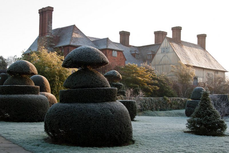 Great Dixter Gardens topiary in the winter frost