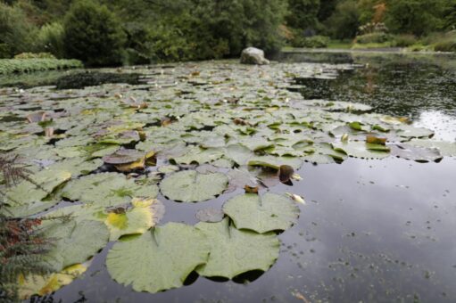 Gresgarth Hall Lilly Pads