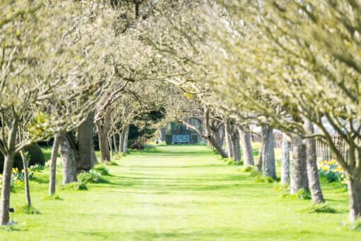 Helmingham Hall Apple Tree Walk