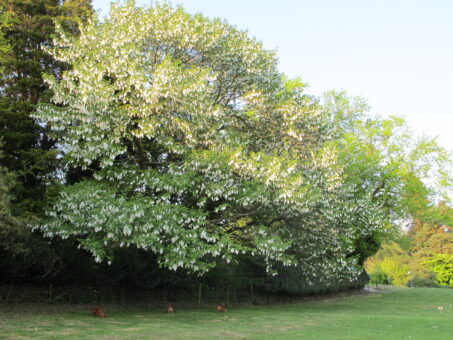 Hergest Croft Gardens trees in summer