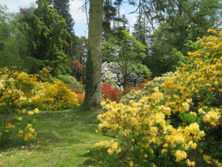 Hergest Croft Gardens spring flowers