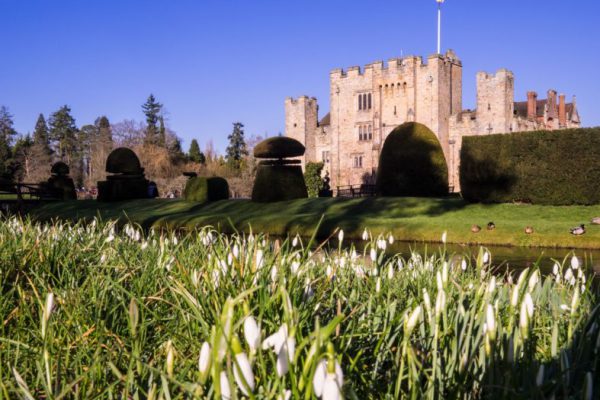 Hever Castle snowdrops