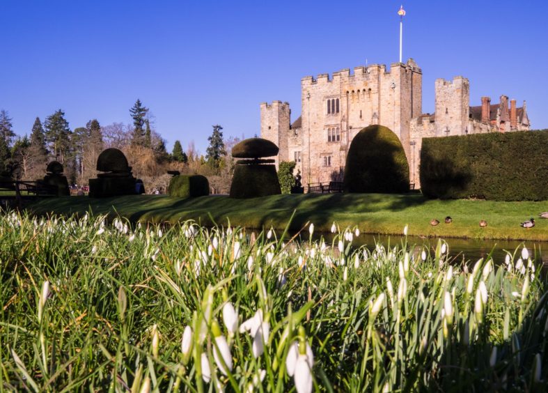 Hever Castle snowdrops