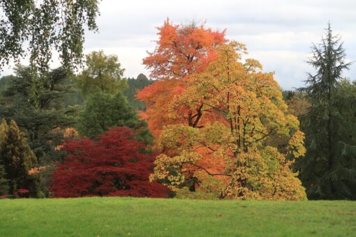 High Beeches Garden is an historic garden in Haywards Heath