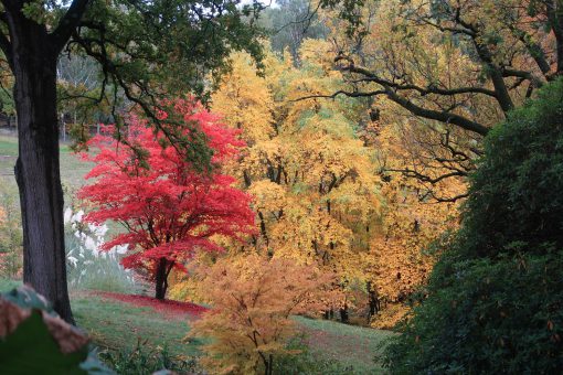 High Beeches Garden in the autumn