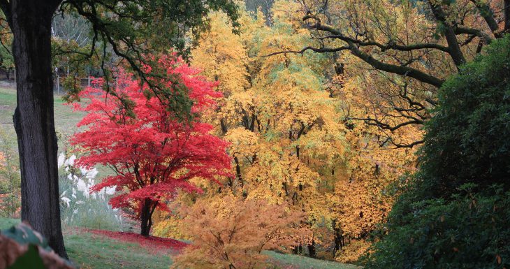 High Beeches Garden in the autumn