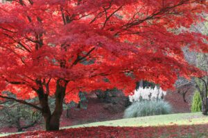 High Beeches Garden with stunning blazes of red
