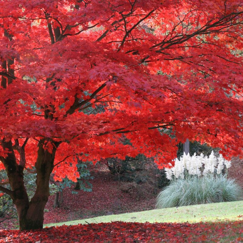 High Beeches Garden with stunning blazes of red