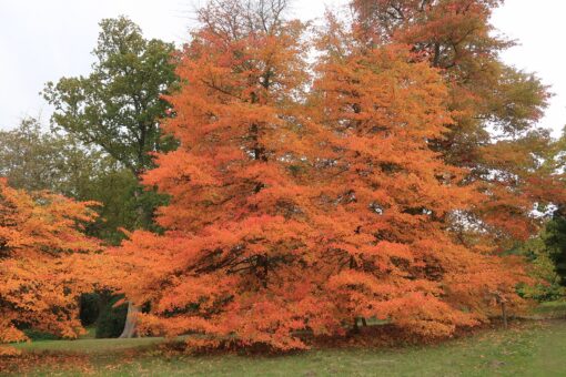 High Beeches Garden looks its finest in autumn