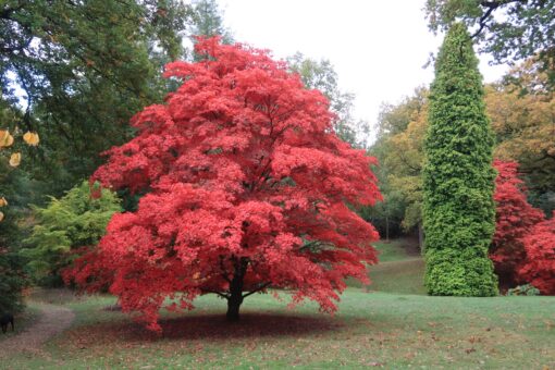 High Beeches Garden is a study in colour