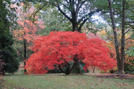 High Beeches Garden retains incredible varieties of trees