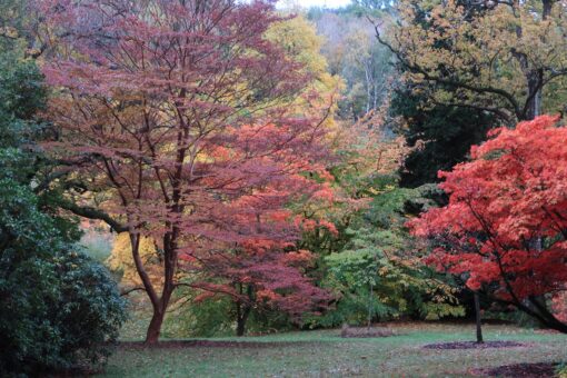 High Beeches Garden is a glorious outdoor historic garden