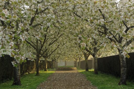 Holdenby House gorgeous lined tree walk