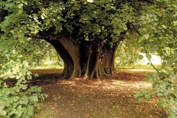 Holker Hall tree in the grounds