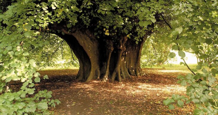 Holker Hall tree in the grounds