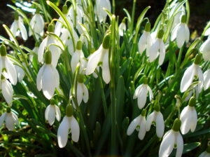 Kingston Bagpuize House snowdrops