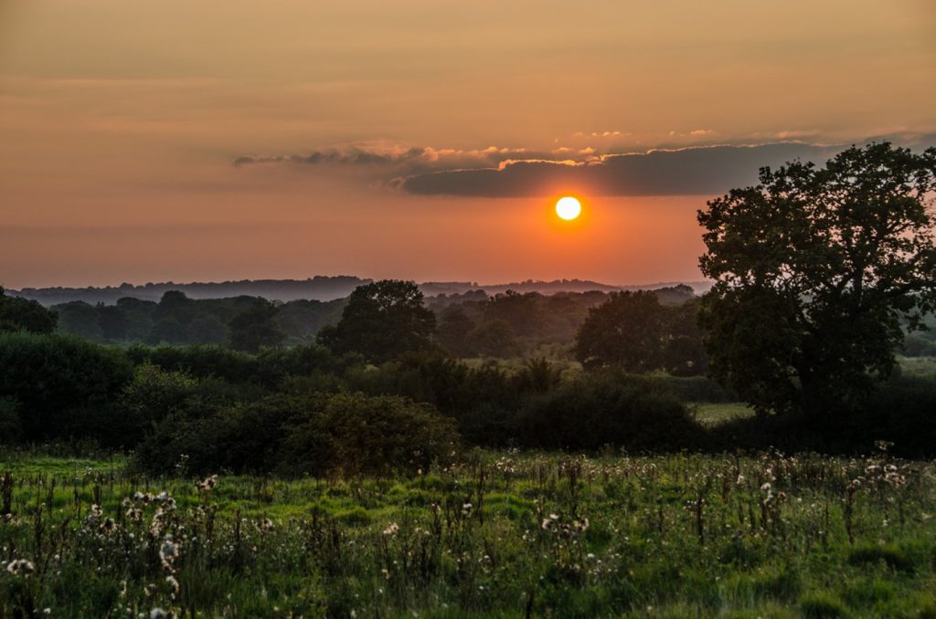 Knepp Estate biodiversity and sunset