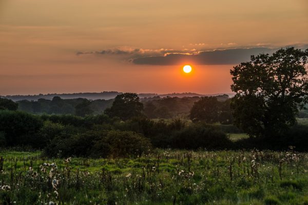 Knepp Estate biodiversity and sunset