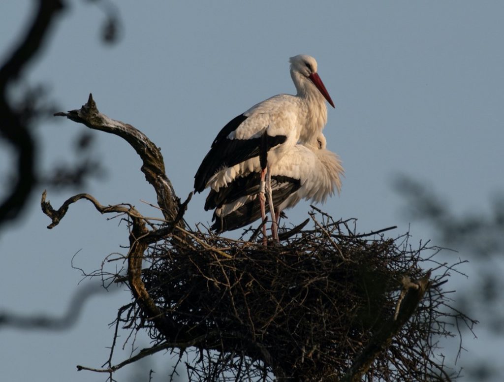 Knepp Estate breeding pair of white storks on their nest