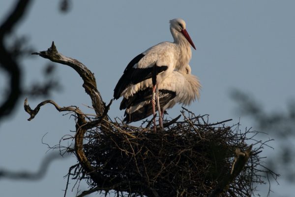 Knepp Estate breeding pair of white storks on their nest