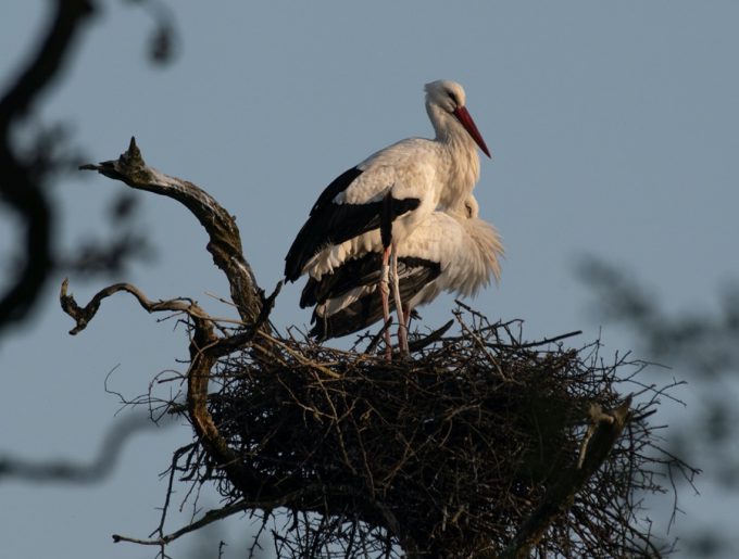Knepp Estate breeding pair of white storks on their nest