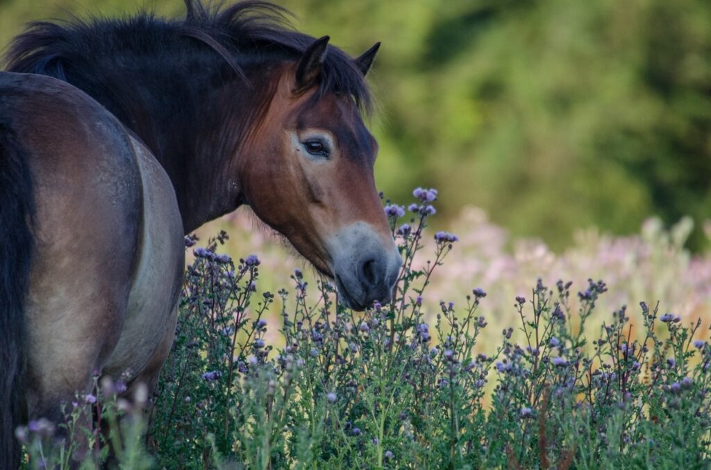 Knepp Estate exmoor pony grazing on thistles