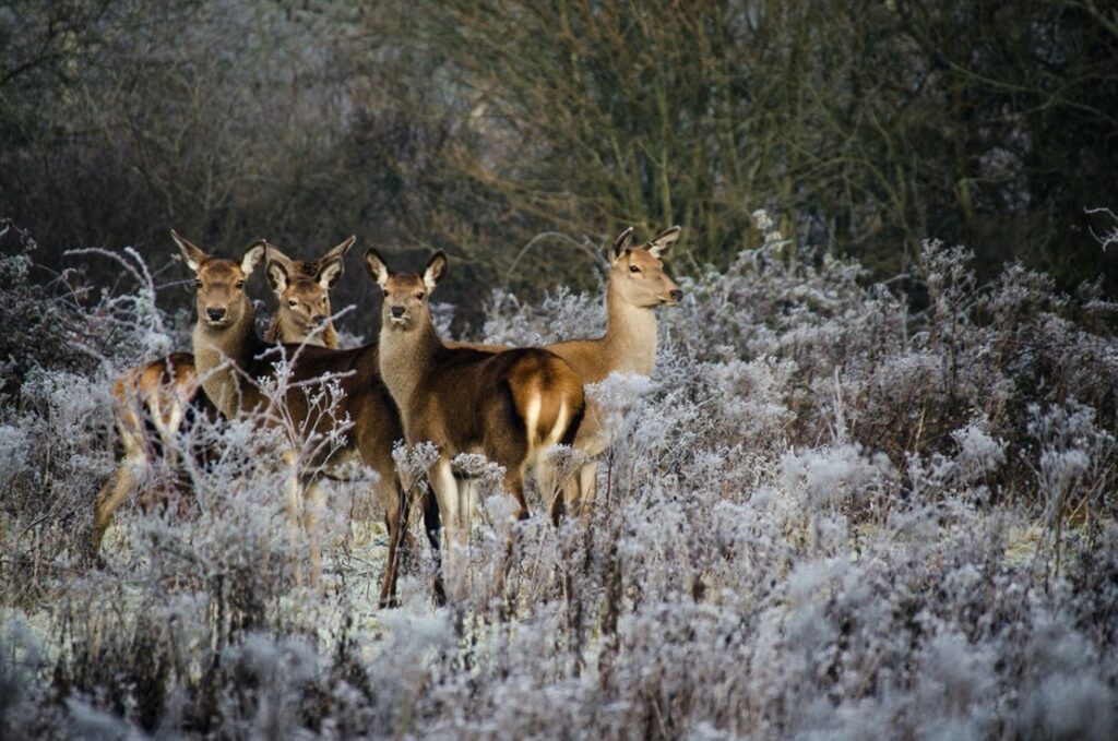 Knepp Estate fallow deer on a frosty winter day