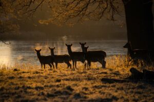 Knepp Estate herd of roe deer on the shores of Knepp Lake at dawn